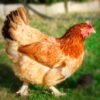 French Wheaten Maran Chicks for Sale