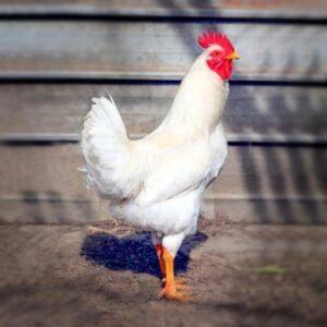 Rhode Island White Chicks for Sale!
