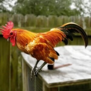 Ginger Red Old English Bantam Chicks