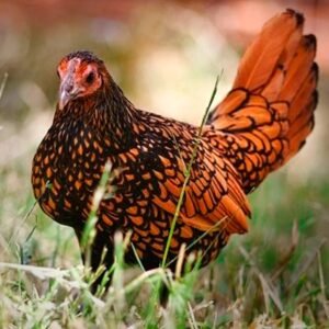 Gold Sebright Bantams Chicks