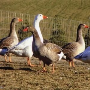 Geese