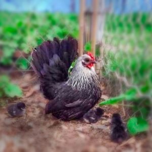 Gray Japanese Bantam Chicks for Sale