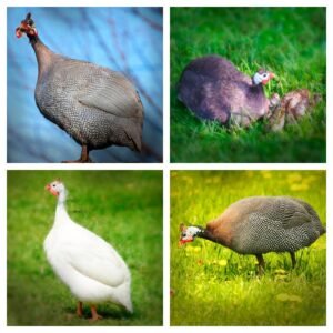 Guinea Keets Special for Sale! Unique Mix!
