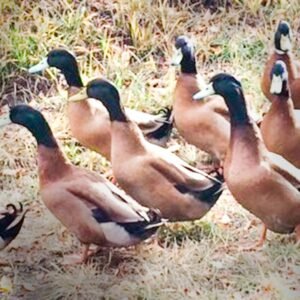 Khaki Campbell Ducklings