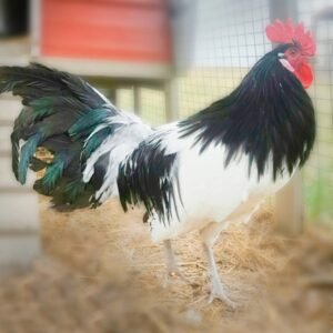 Lakenvelder Chicks for Sale