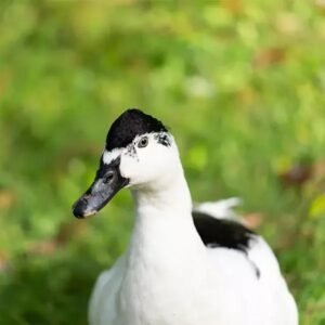 Magpie Ducklings