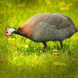 Pearl Grey Guinea Keets for sale - Elegant & Hardy!