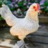 Rare Porcelain d'Uccle Bantams for Sale