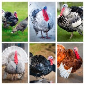 Rare Turkey Poults Special for Sale! Tried and True Breeds!