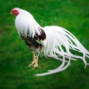 Red Shoulder Yokohama Chicks for Sale