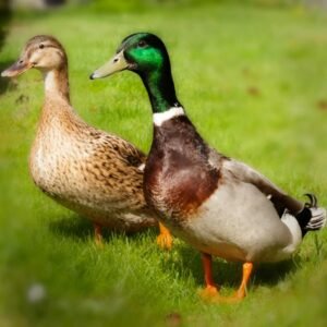 Rouen Ducklings for Sale - Majestic & Hardy!