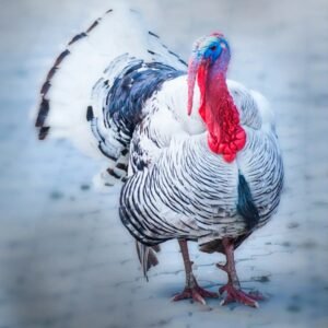 Royal Palm Turkeys Poults