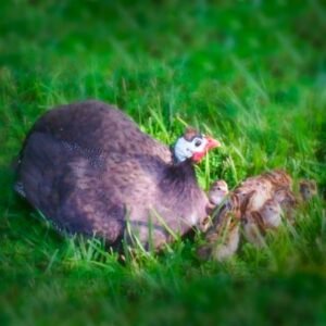 Royal Purple Guinea Keets for Sale : Regal Birds!