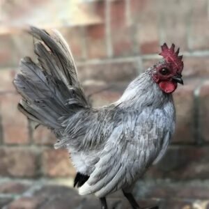 Self Blue Old English Bantam Chicks for Sale Online!