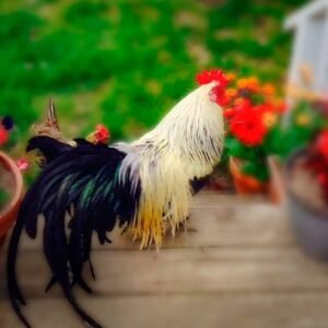 Silver Duckwing Phoenix Bantam - Majestic Bantams for Sale !