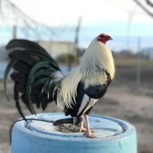 Silver Duckwing Standard Old English Chicks for sale