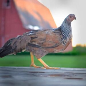 Silver Duckwing Yokohama Chicks for Sale