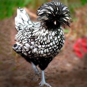 Silver Laced Polish Chicks for Sale