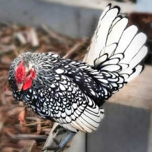 Silver Sebright Bantam Chickens for Sale