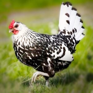 Silver Spangled Hamburg Chicks for Sale