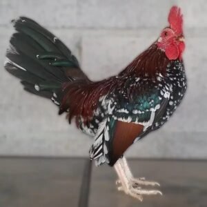 Spangled Old English Bantam Chicks for Sale - Unique Beauty!