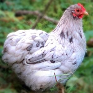 Splash Cochin Bantam Baby for Sale - Unique & Adorable!