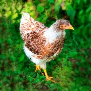 Splash Laced Red Wyandotte Chicks for Sale
