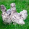 Splash Silkie Bantam Chicks for Sale: Vibrant Fun!