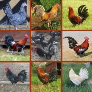 Standard Old English Chick Special for sale - Fun Variety!