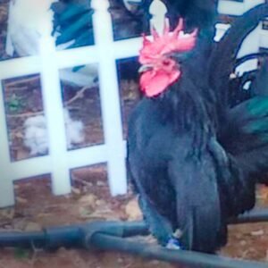 Stunning Black Japanese Bantam Chicks for Sale