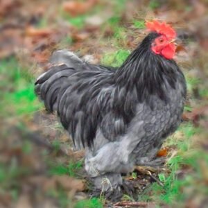 Stunning Blue Cochin Bantam Chicks for Sale - Fluffy Friends