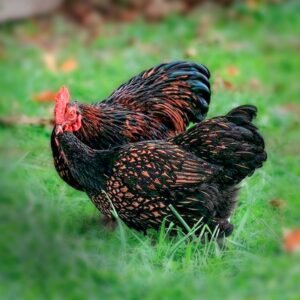 Stunning Gold Laced Cochin Bantams for Sale