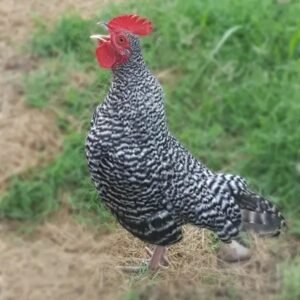 Stylish Barred Old English Bantam Chicks