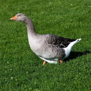 Toulouse Goslings