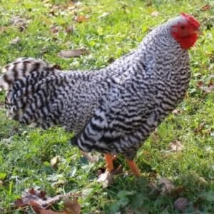 Unique Dominique Bantam Chicks