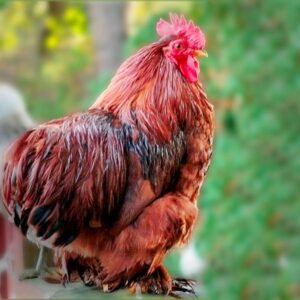 Vibrant Red Cochin Bantams for Sale - Perfect Backyard Pets!