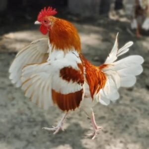 Vibrant Red Pyle Old English Bantams
