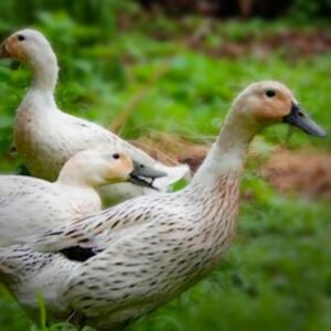 Welsh Harlequin Ducklings for Sale