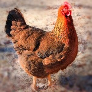 Welsummer Chicks for Sale - Dark Brown Eggs