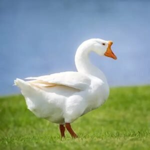 White Chinese Goslings