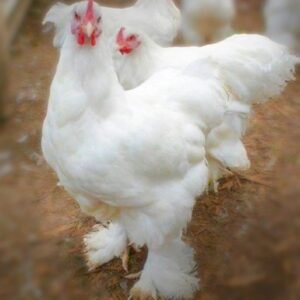 White Cochin Standard Chicks for Sale