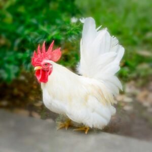 White Japanese Bantam Chicks for Sale
