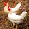 White Leghorn Chicks for Sale Online
