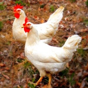 White Leghorn Chicks for Sale Online