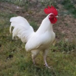 White Old English Bantam Chicks - Baby Chicks for Sale