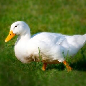 White Pekin Ducklings for Sale - Classic & Charming!
