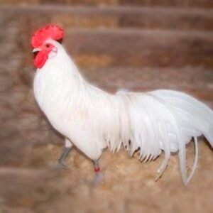 White Phoenix Bantam Chicks for Sale
