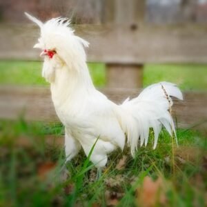 White Polish Chicks for Sale