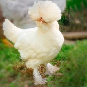 White Sultan Chicks for Sale - Rare, Elegant Backyard Birds