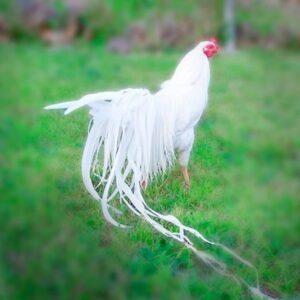 White Yokohama Chicks for Sale